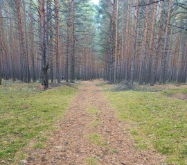 Прирезка лесных участков Кадастровые работы в Арске